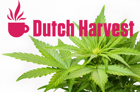 DUTCH HARVEST HEMP /  HANF TEA - 5 Geschmacksrichtungen